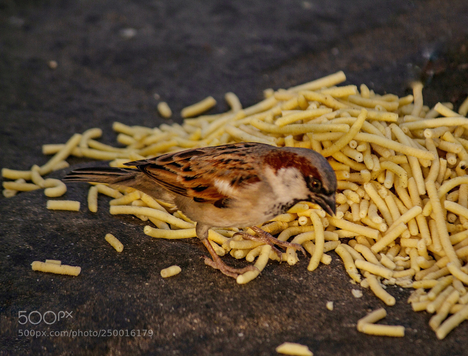 Canon EOS 700D (EOS Rebel T5i / EOS Kiss X7i) sample photo. Sparrow photography