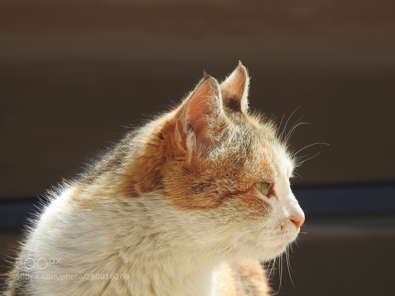 Nikon Coolpix P900 sample photo. Cat photography
