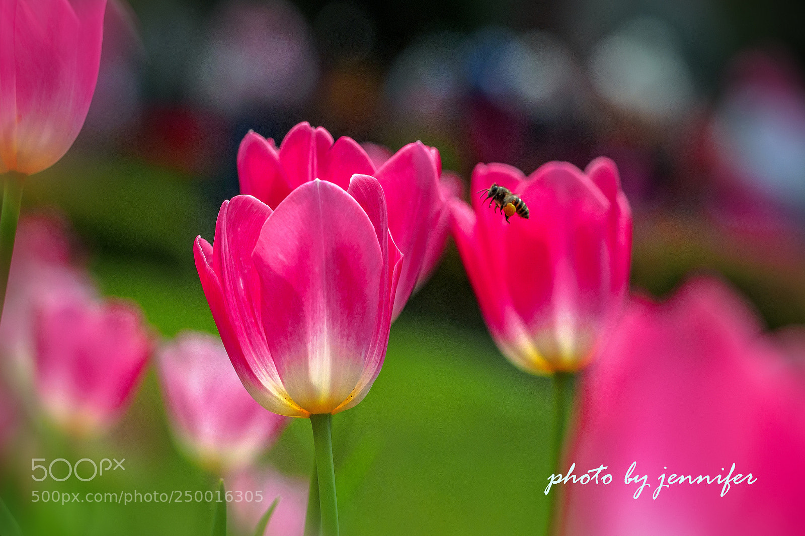 Olympus OM-D E-M1 sample photo. Tulips photography