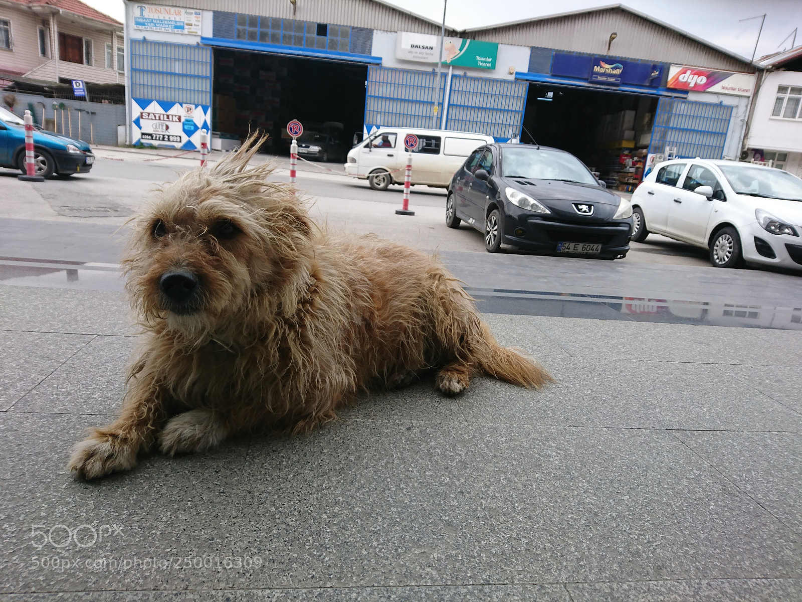Sony Xperia XZ sample photo. Untitled photography