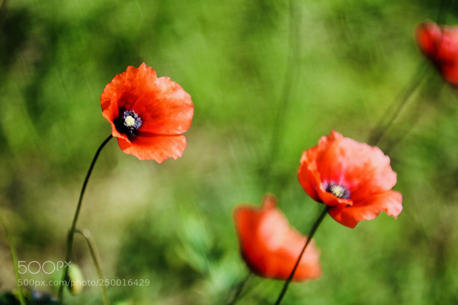 Canon EOS 750D (EOS Rebel T6i / EOS Kiss X8i) sample photo. Poppies photography