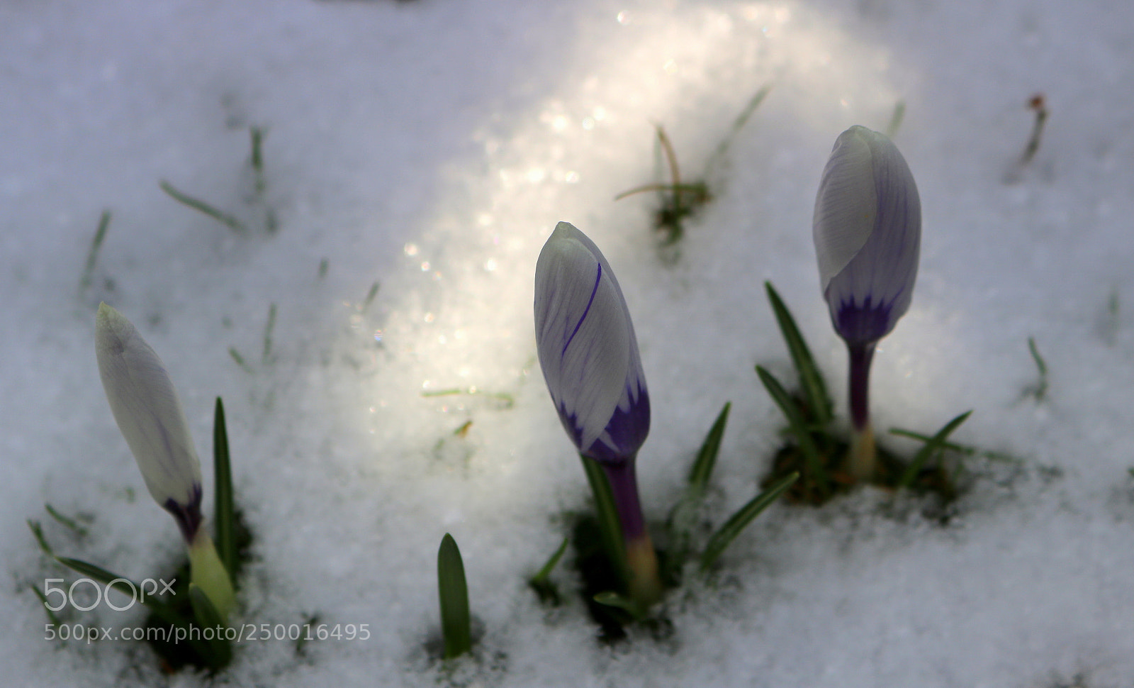 Canon EOS 750D (EOS Rebel T6i / EOS Kiss X8i) sample photo. "im lichtbogen " photography