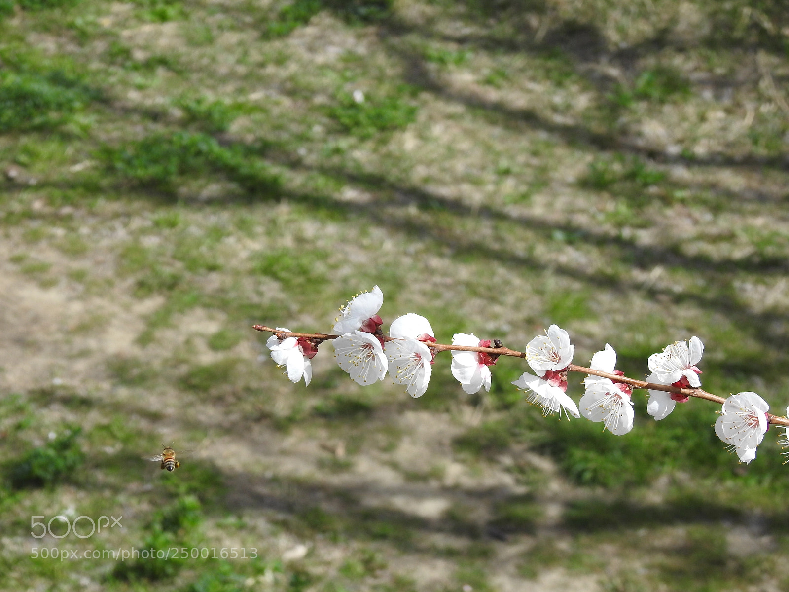 Nikon Coolpix P900 sample photo. Flying bee photography
