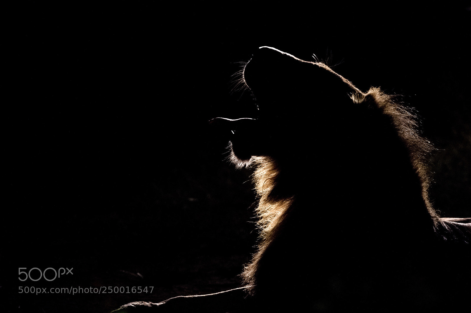 Nikon D4S sample photo. Dark yawn photography