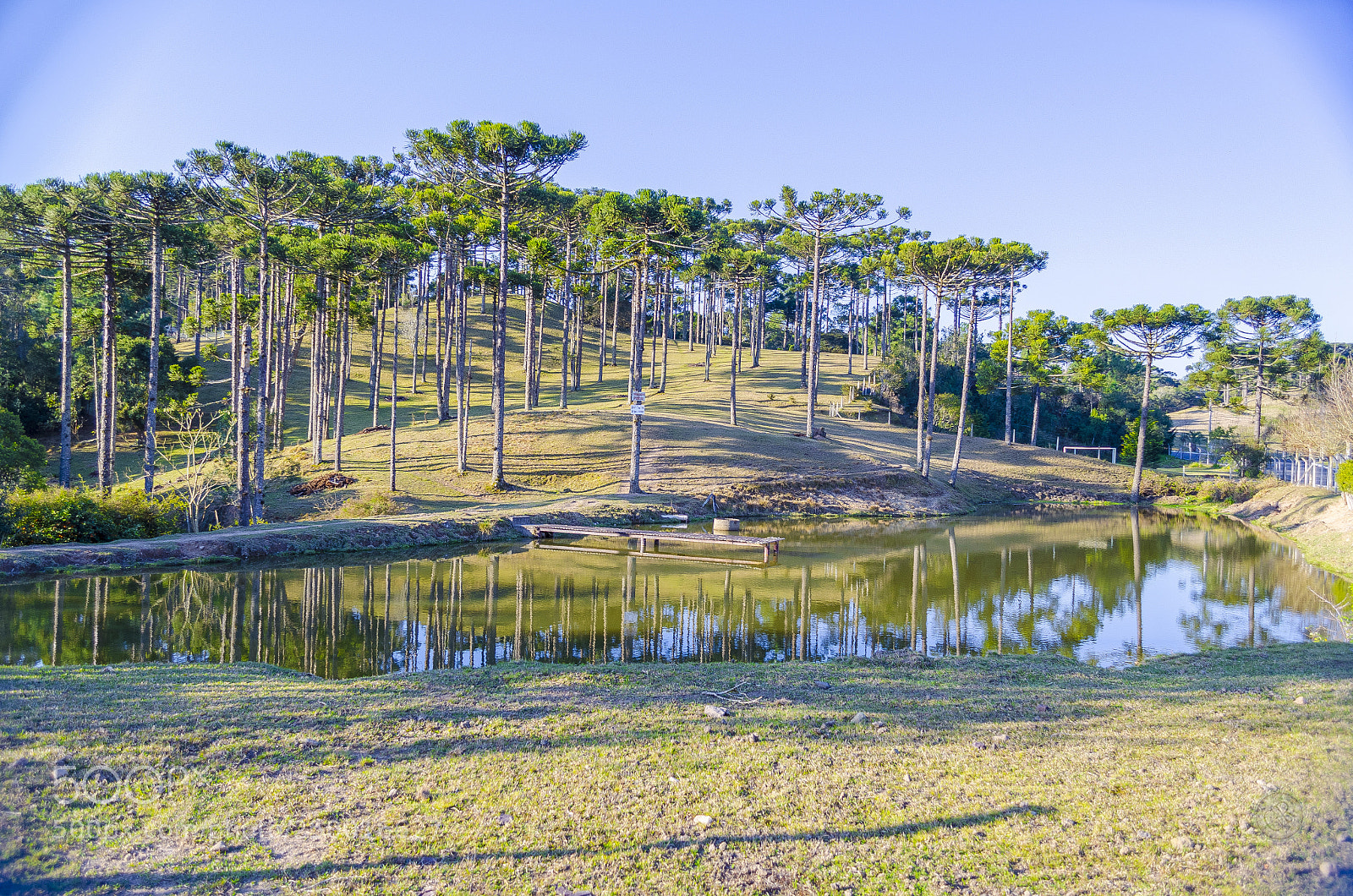 Nikon D5100 sample photo. Araucaria tree - campo photography