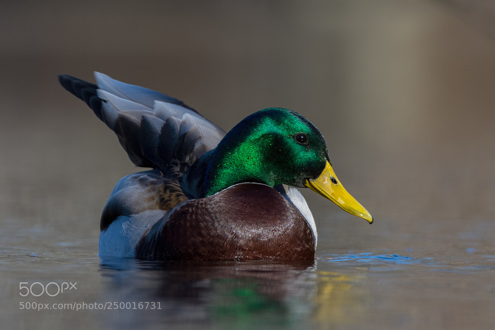 Nikon D7200 sample photo. Mallard stretch photography
