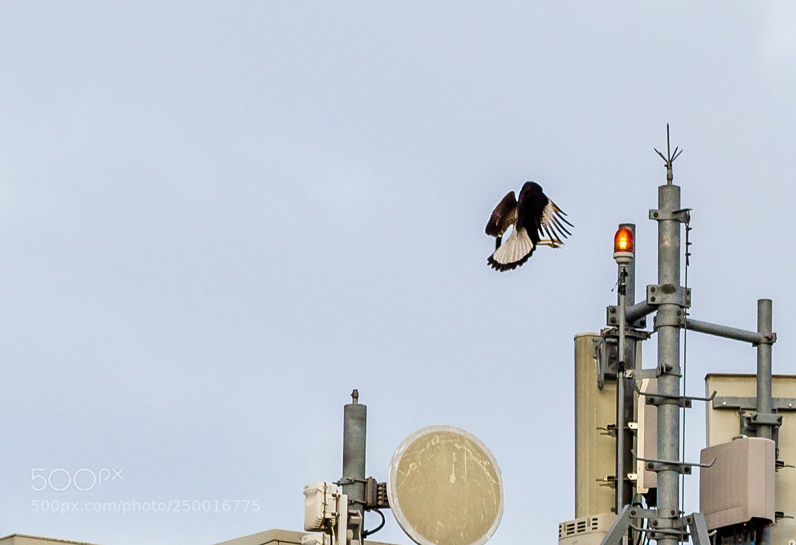 Canon EOS 1200D (EOS Rebel T5 / EOS Kiss X70 / EOS Hi) sample photo. Caracara plancus photography
