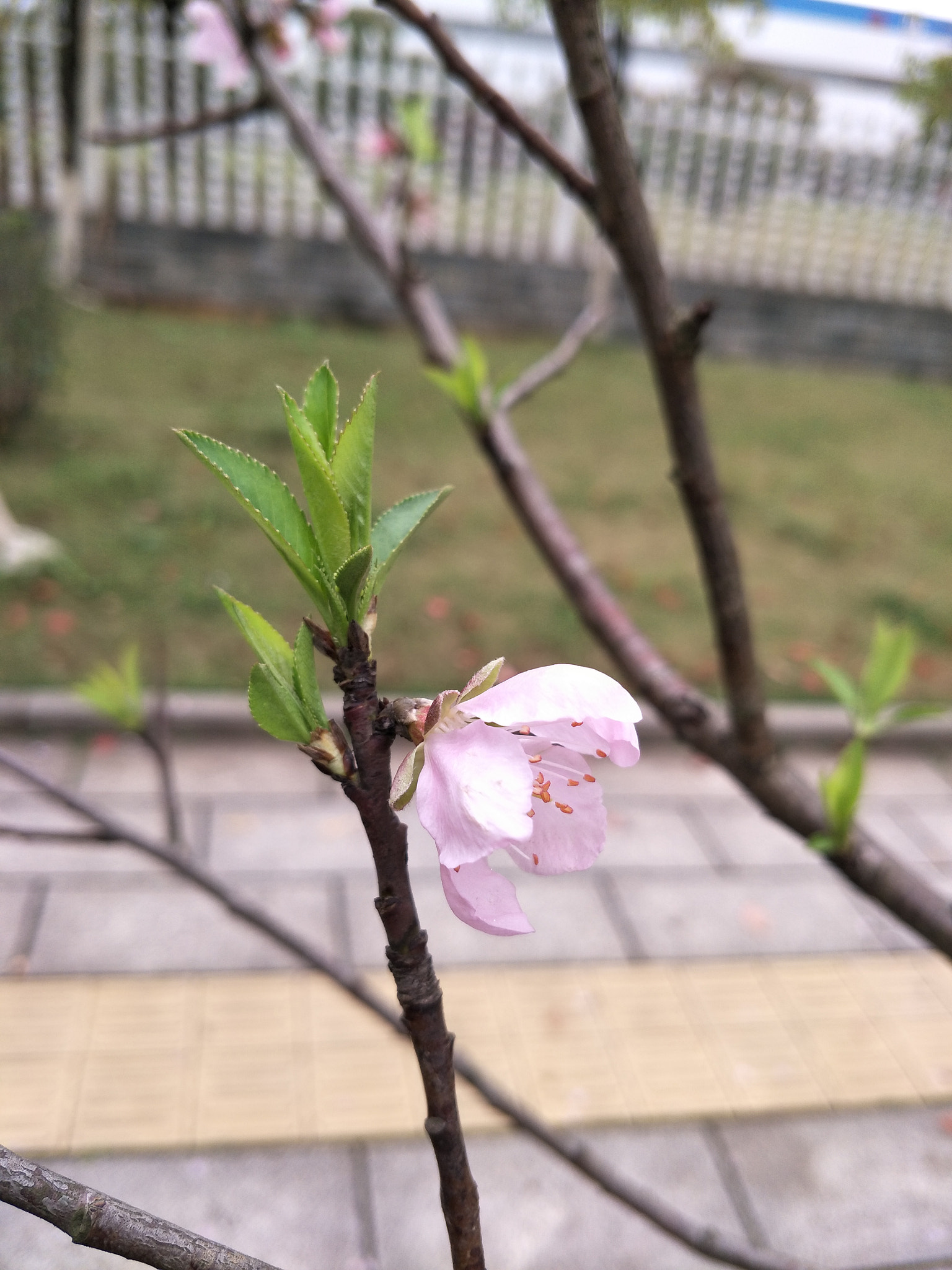 OPPO R9S PLUS sample photo