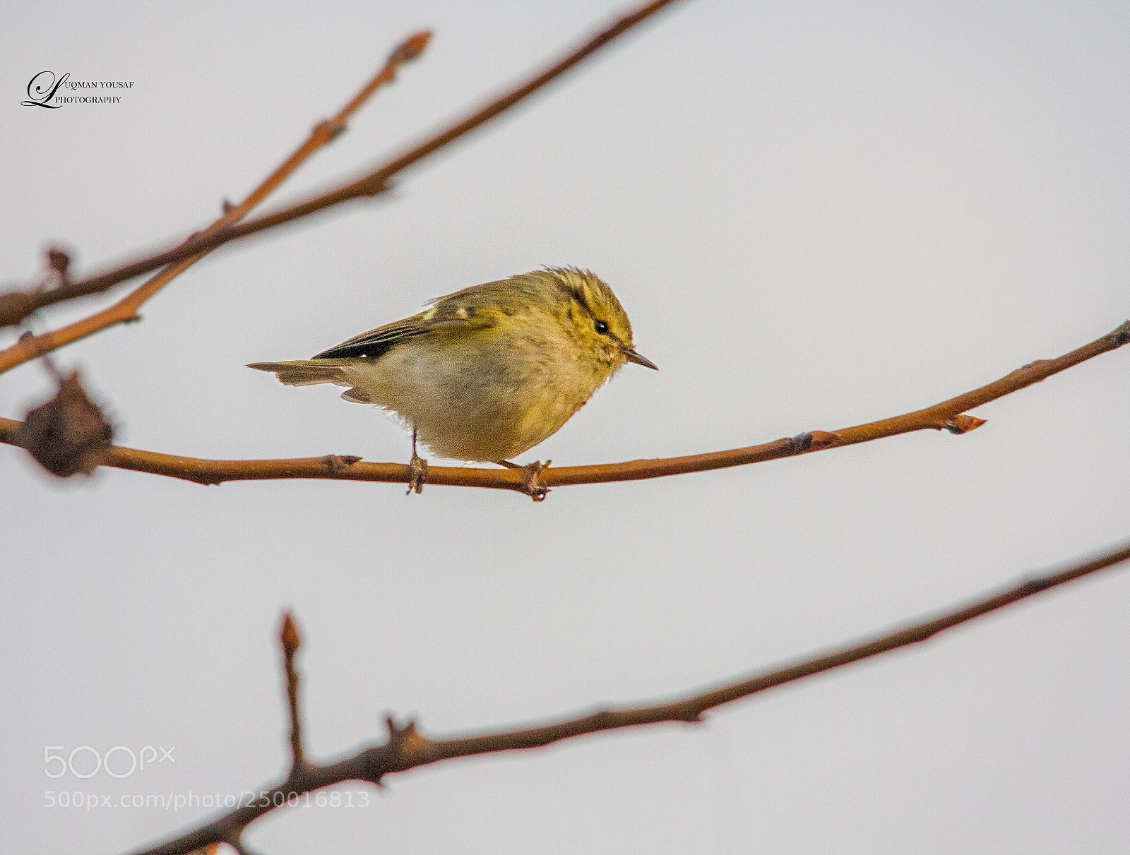 Canon EOS 40D sample photo. Hume's warbler photography