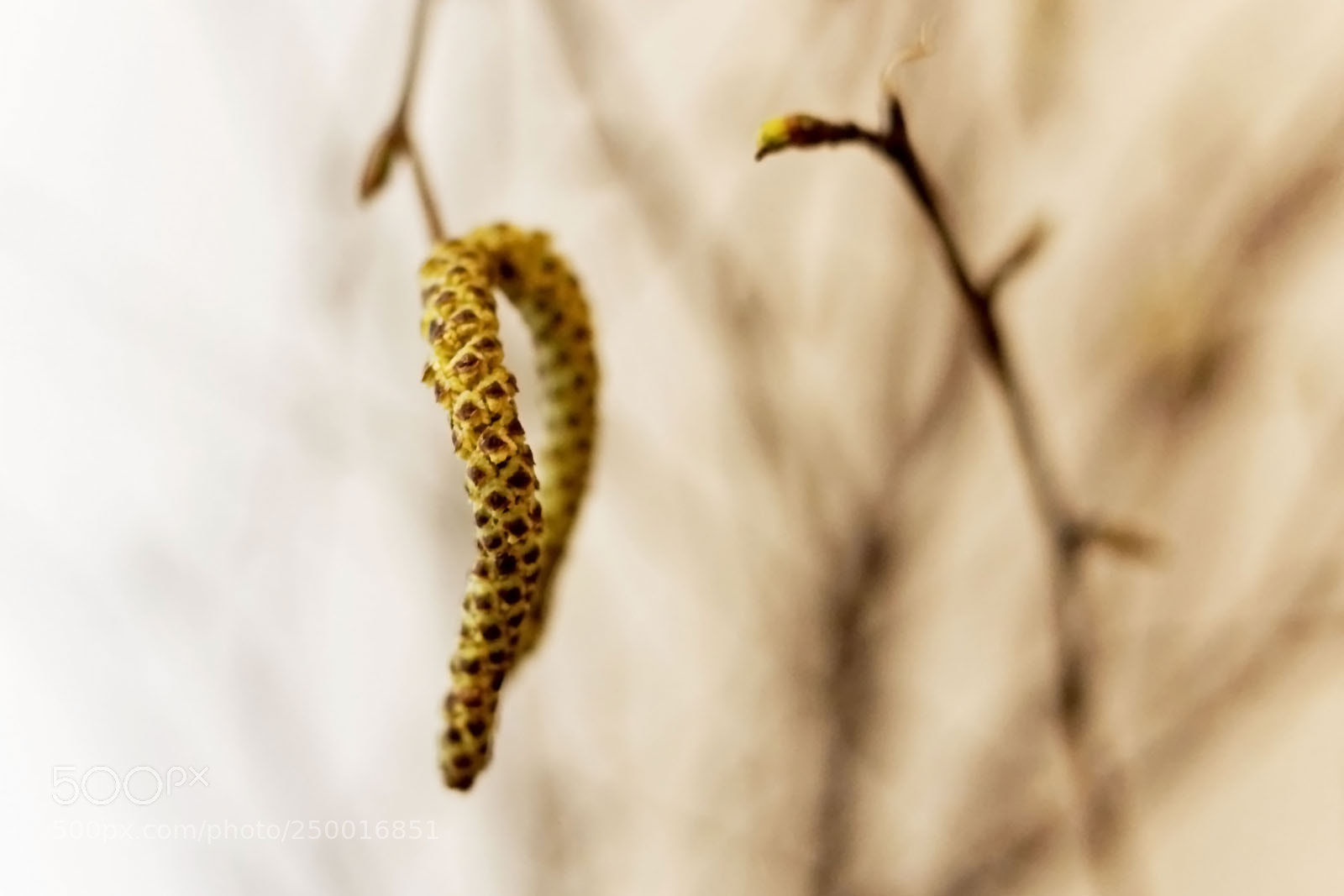 Sony SLT-A77 sample photo. The spring is here! photography