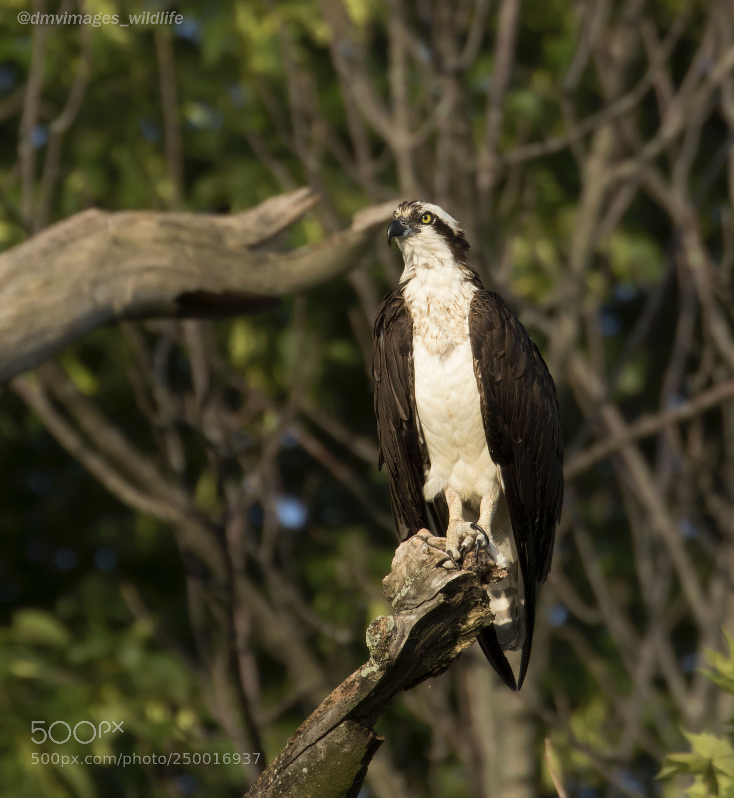 Canon EOS 7D Mark II sample photo. Osprey photography
