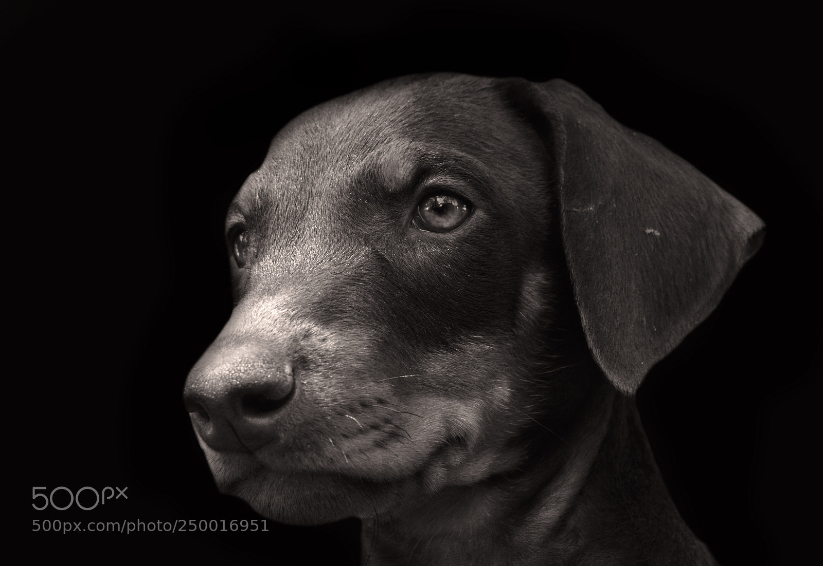 Nikon D3200 sample photo. The doberman puppy photography