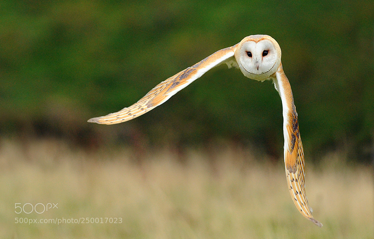 Nikon D3S sample photo. Barn owl quartering, photography