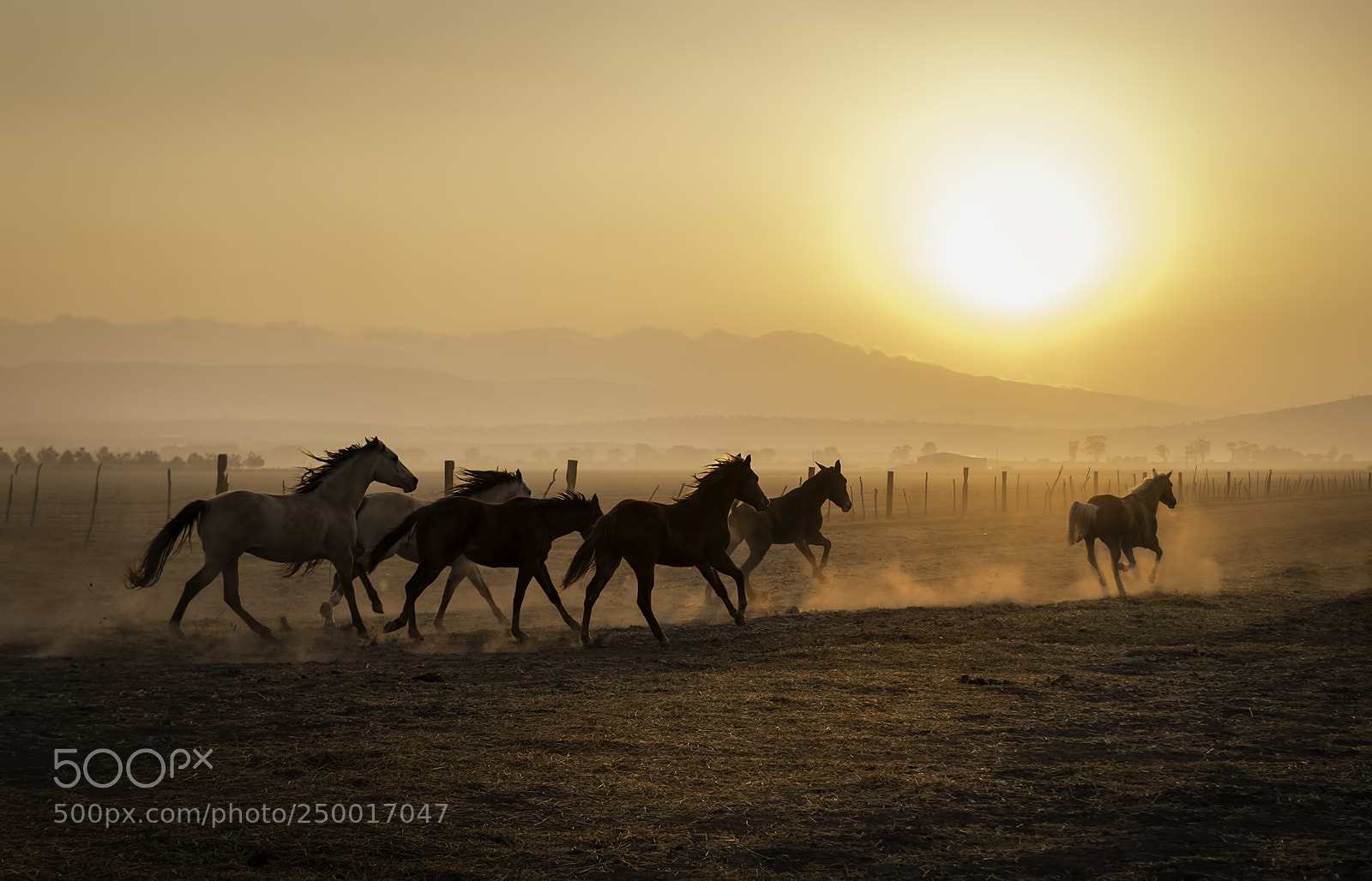 Nikon D810 sample photo. Horses at sunrise photography