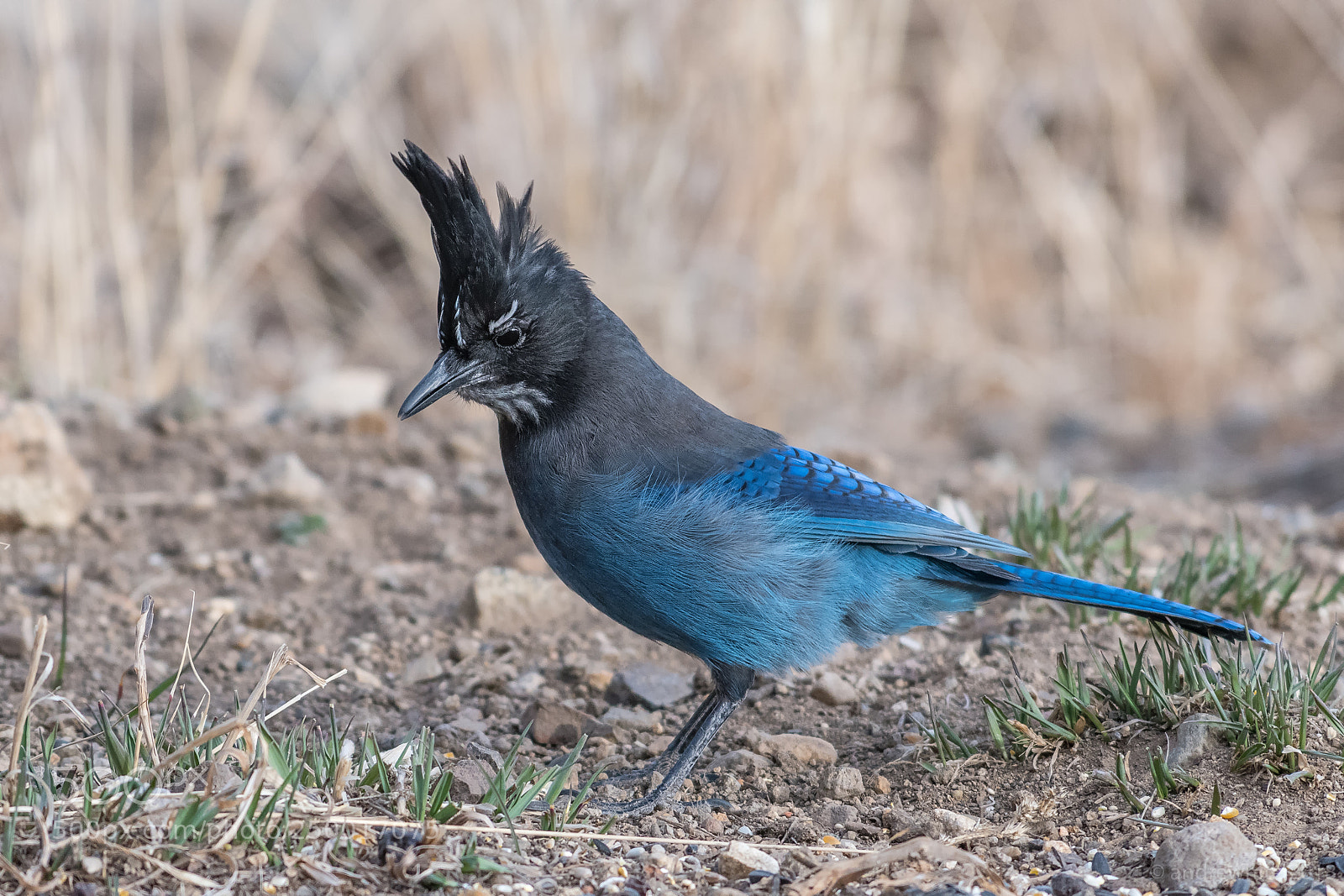 Nikon D850 sample photo. Stellar's jay photography