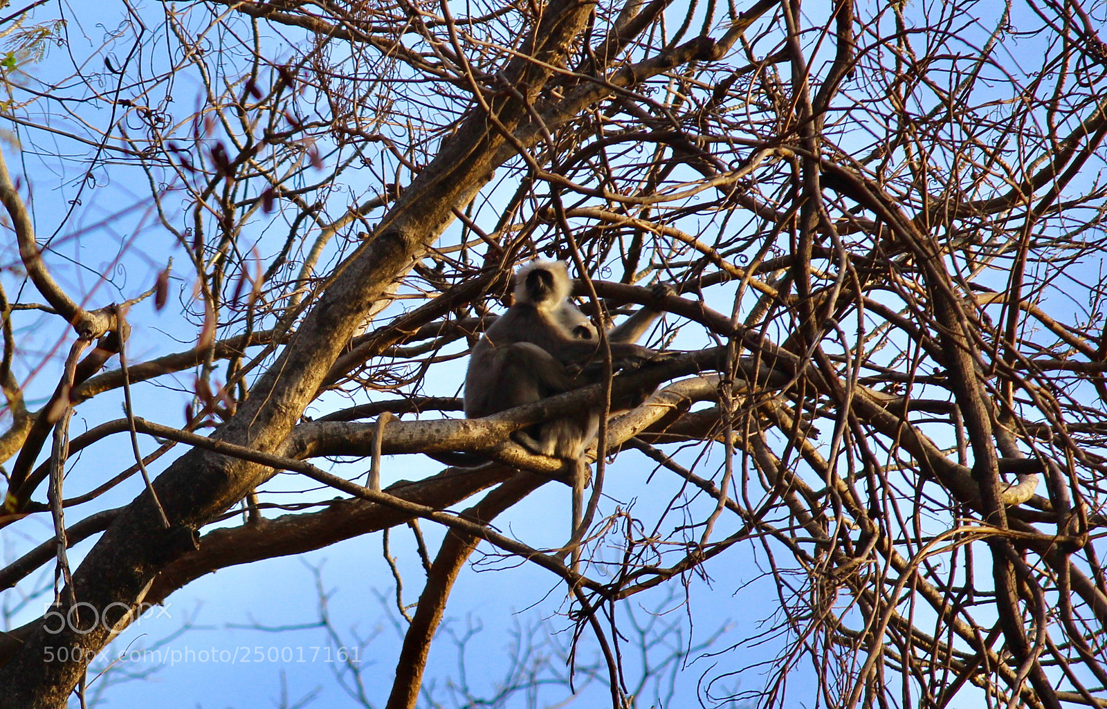 Canon EOS 700D (EOS Rebel T5i / EOS Kiss X7i) sample photo. “the shy langurs” photography