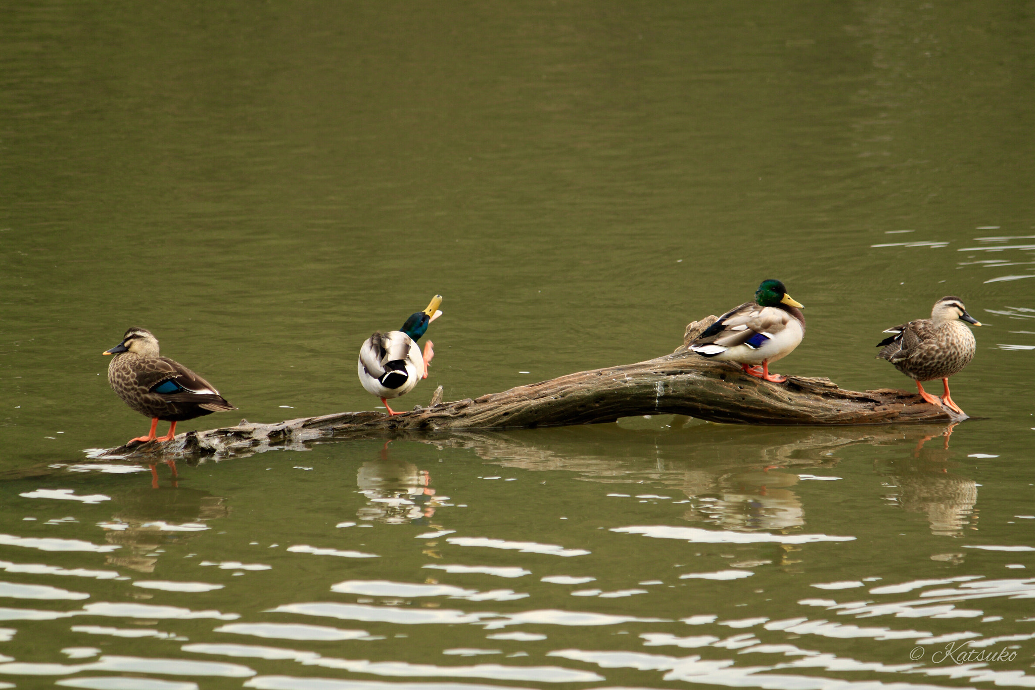 Canon EOS 500D (EOS Rebel T1i / EOS Kiss X3) sample photo. Wild duck photography