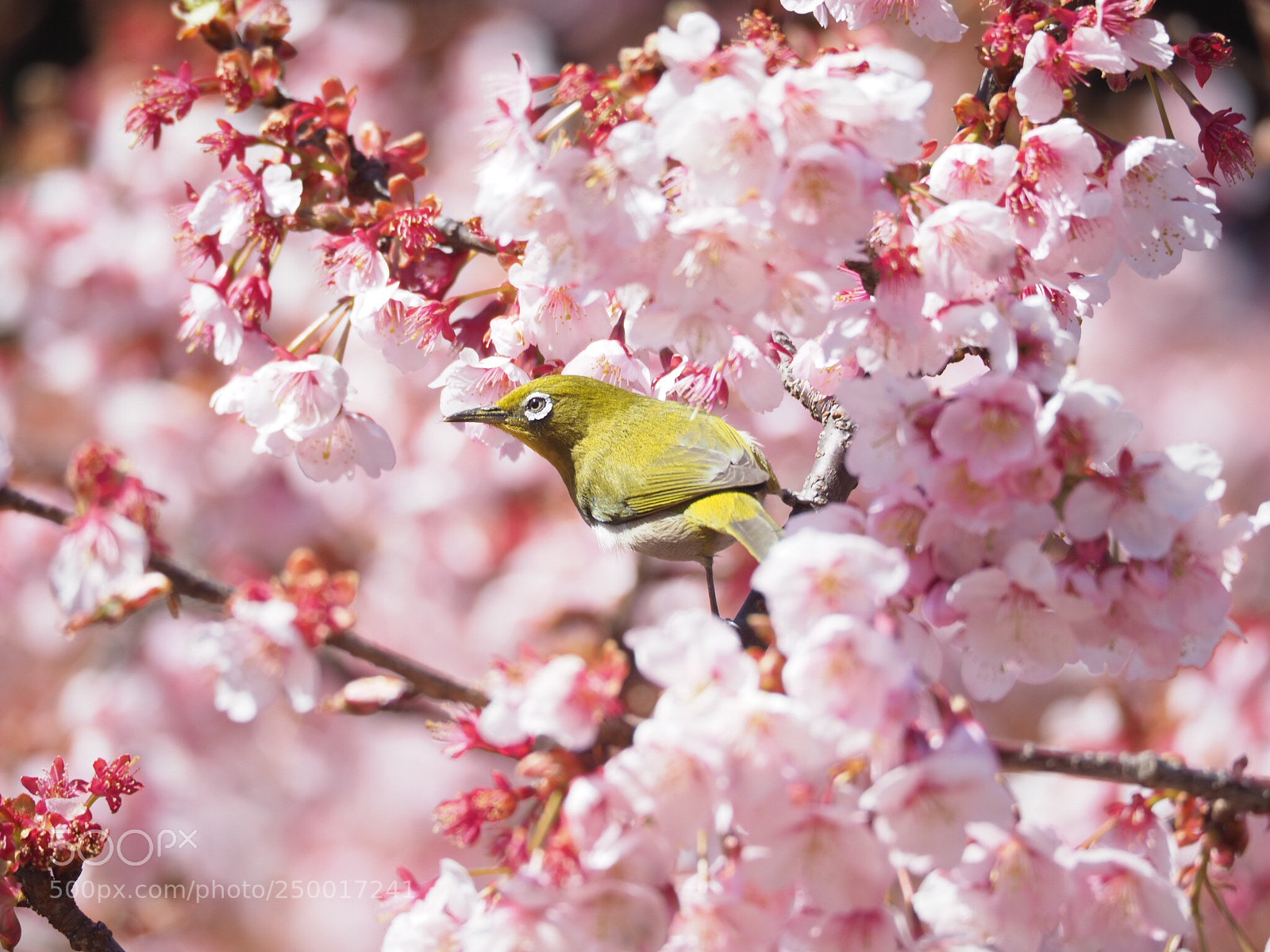 Olympus OM-D E-M1 Mark II sample photo. Spring bird  photography