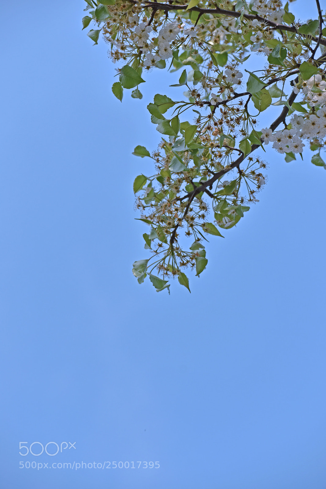 Nikon D7200 sample photo. 梨花白 photography