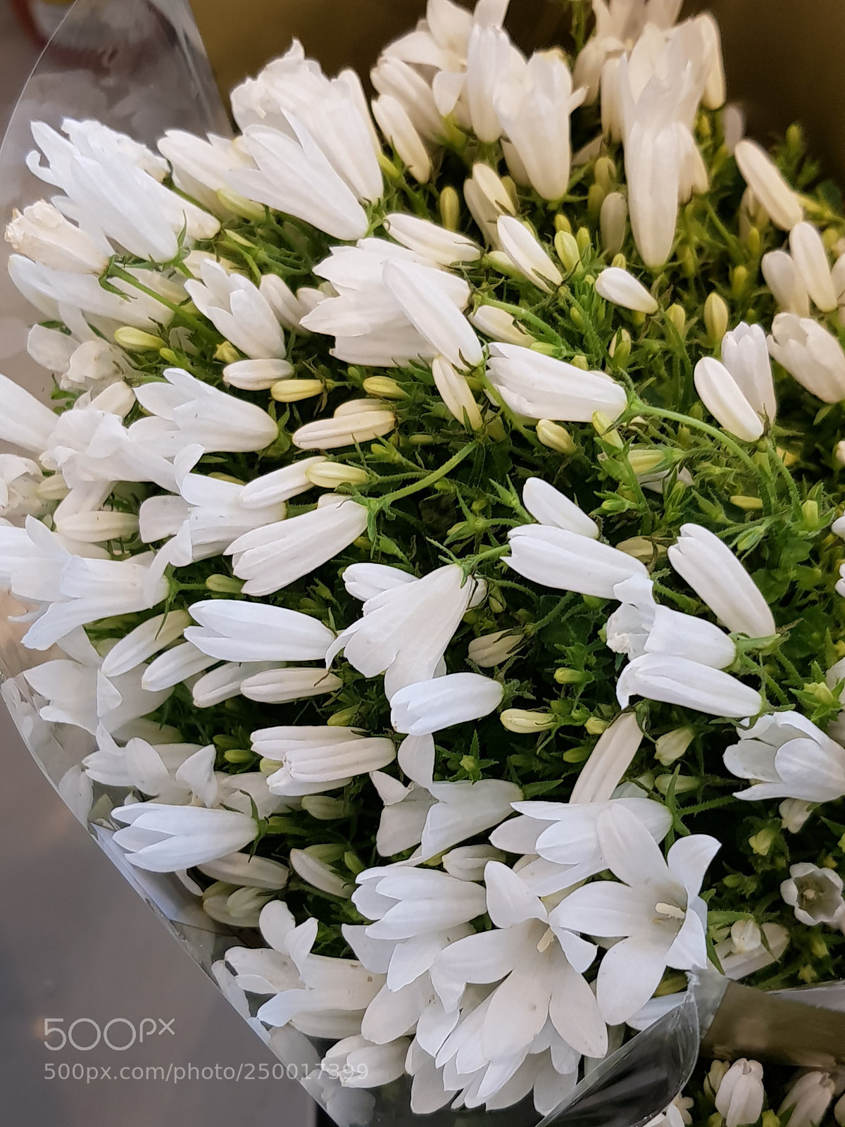 Samsung Galaxy S8 sample photo. Snowdrops photography