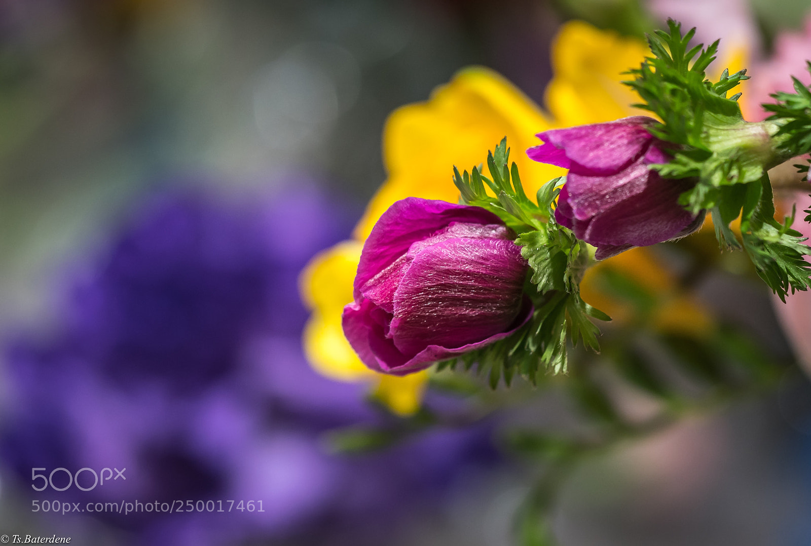 Sony a9 sample photo. Color.. photography
