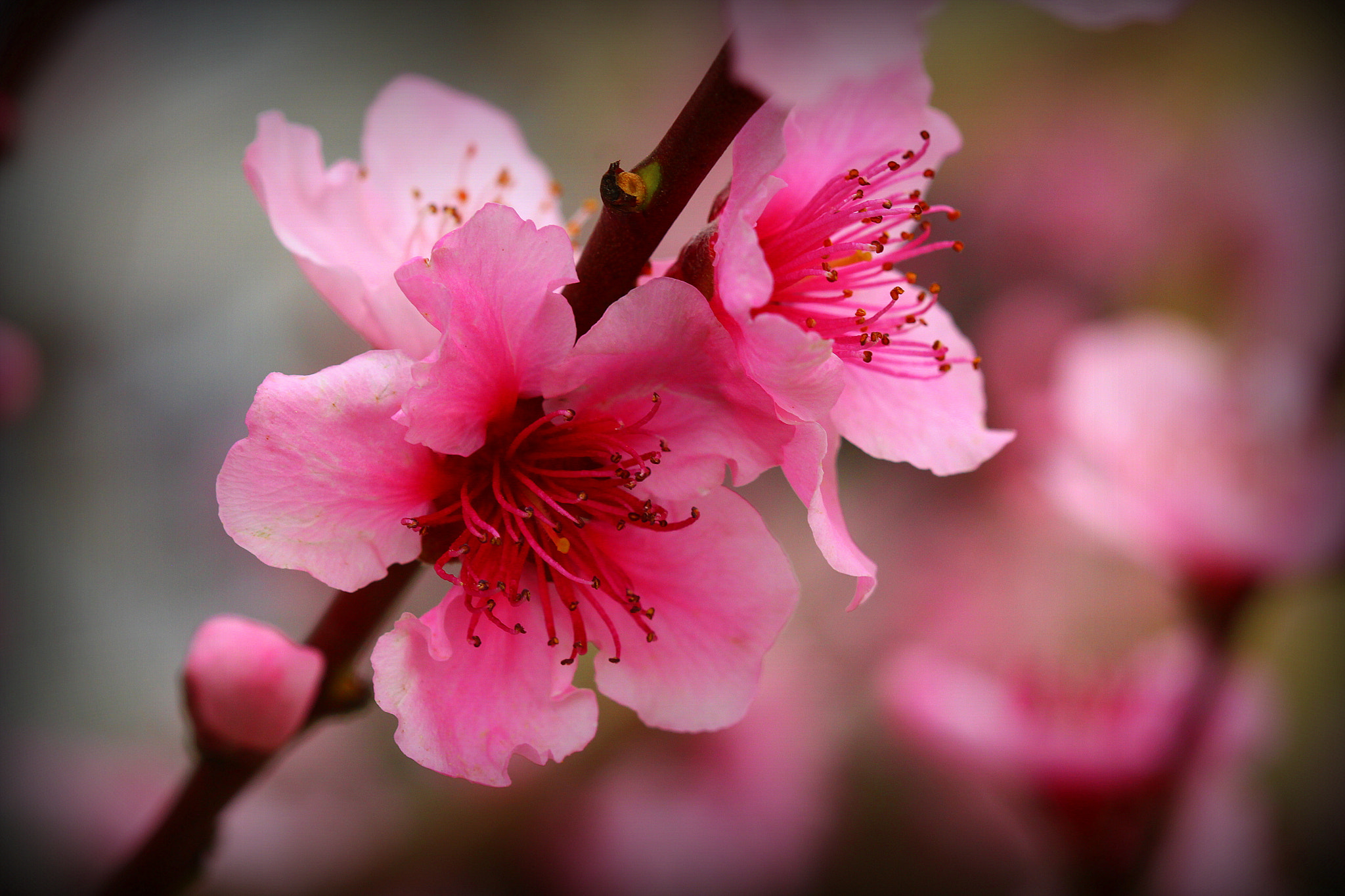 Canon EF 100mm F2.8 Macro USM sample photo. İlkbahar ... photography