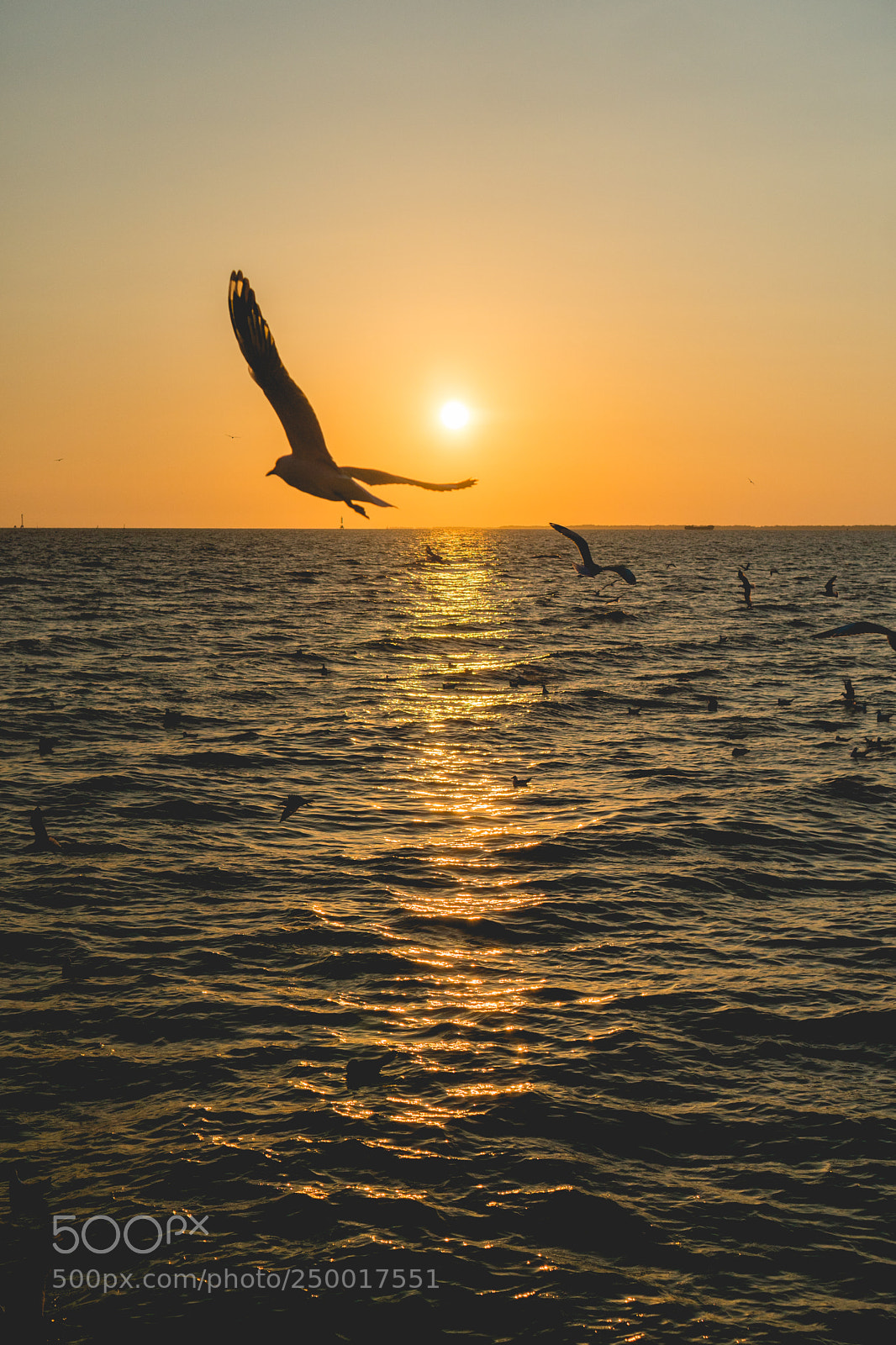 Sony a6300 sample photo. Sunset looks so sad. photography