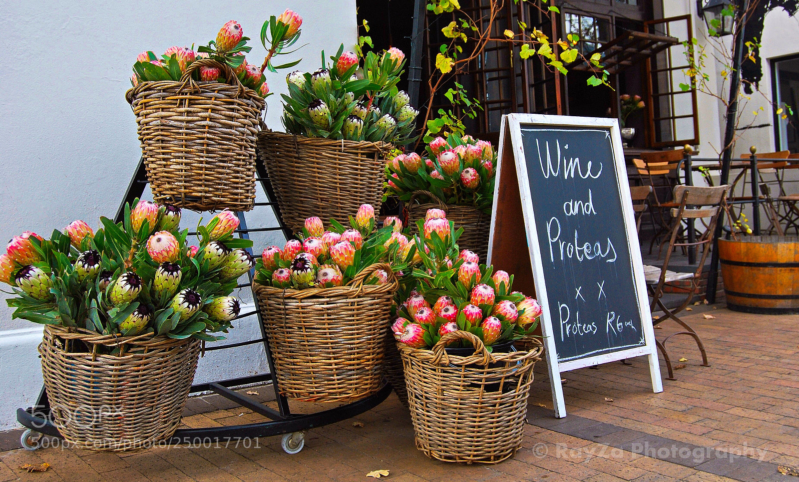 Nikon D60 sample photo. Proteas & wine photography