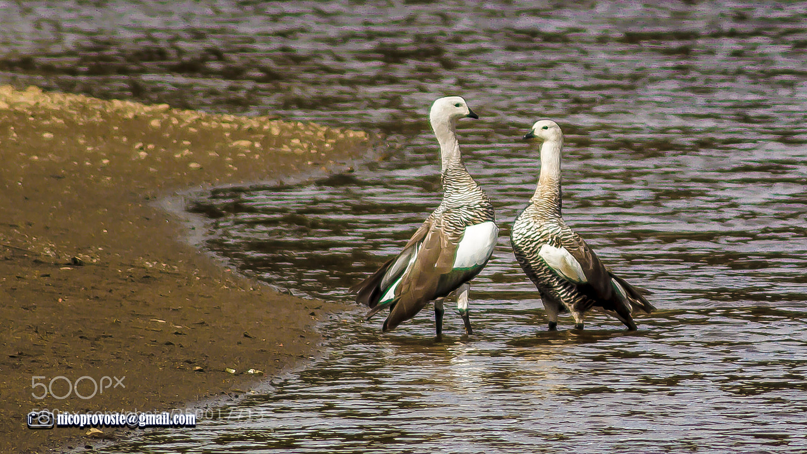 Canon EOS 7D sample photo. Caiquenes photography