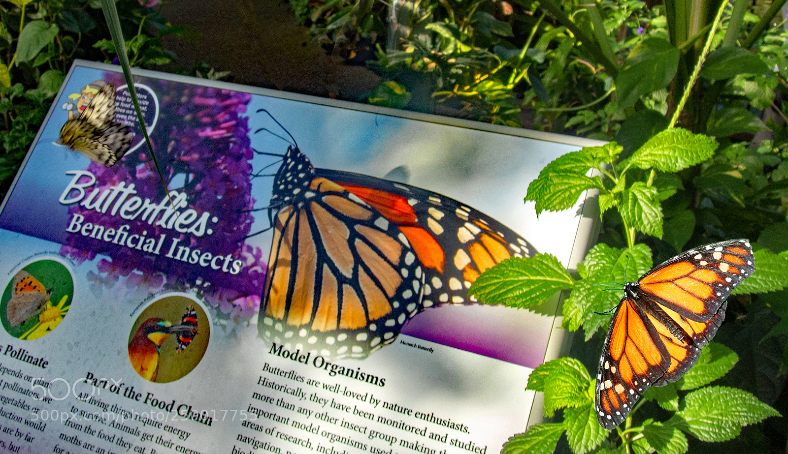 Olympus TG-5 sample photo. Beneficial butterfly photography