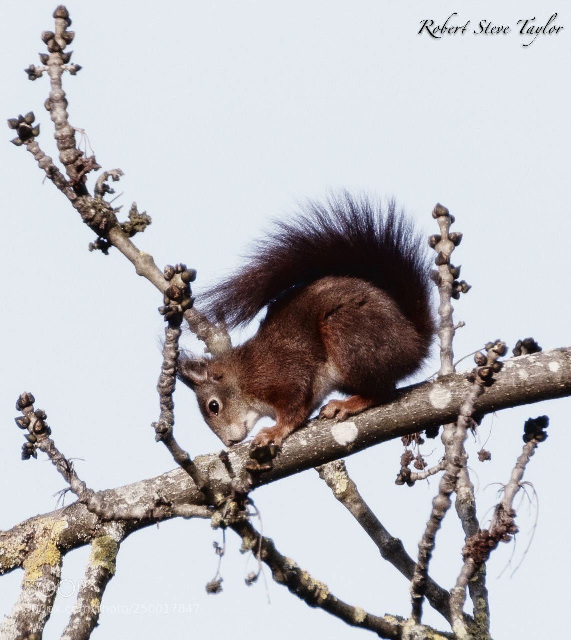 Canon EOS 70D sample photo. Mr. squirrel on the photography