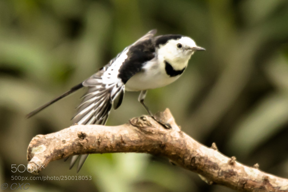 Canon EOS 5D Mark IV sample photo. Birds photography