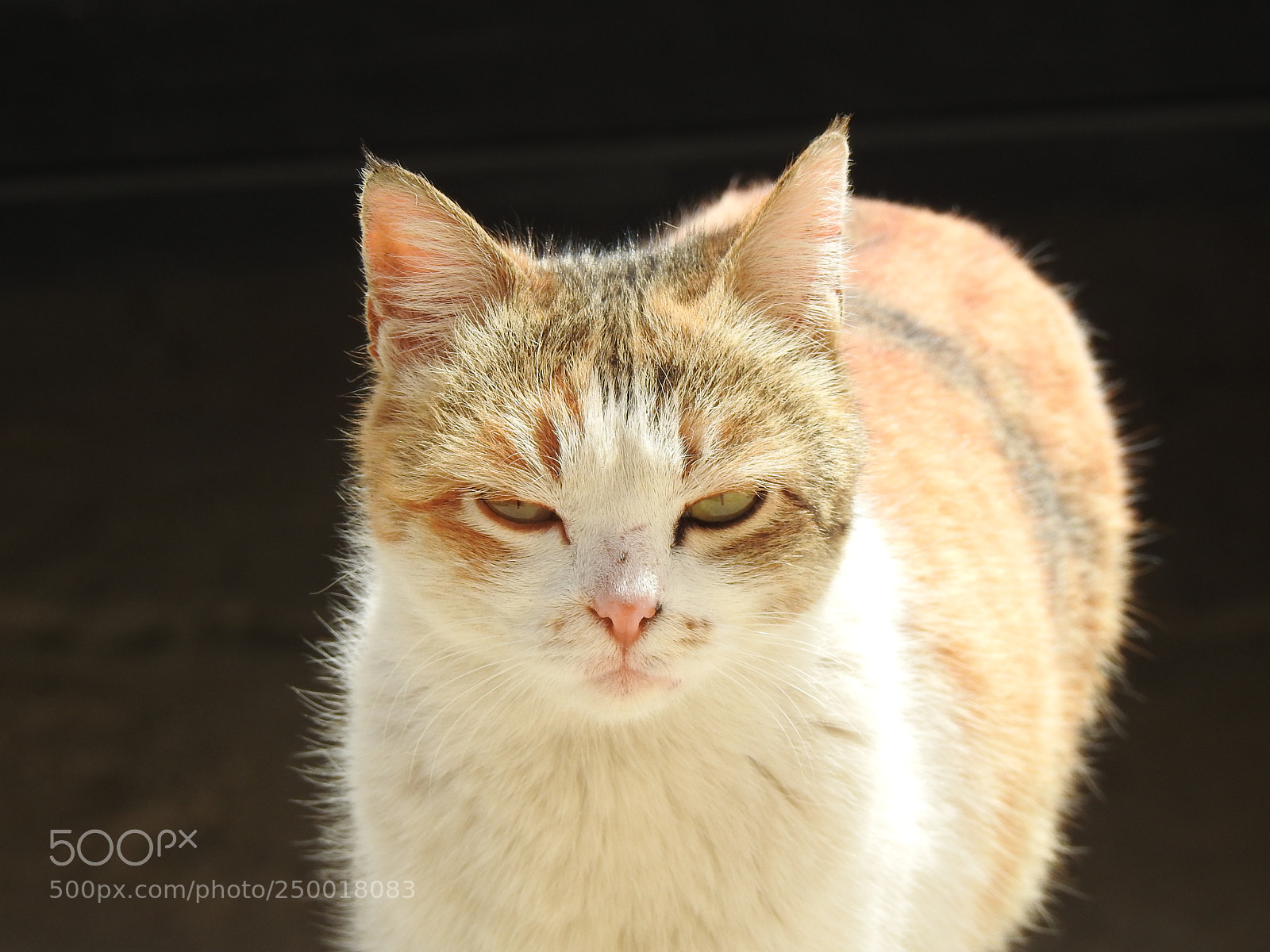 Nikon Coolpix P900 sample photo. Angry cat photography