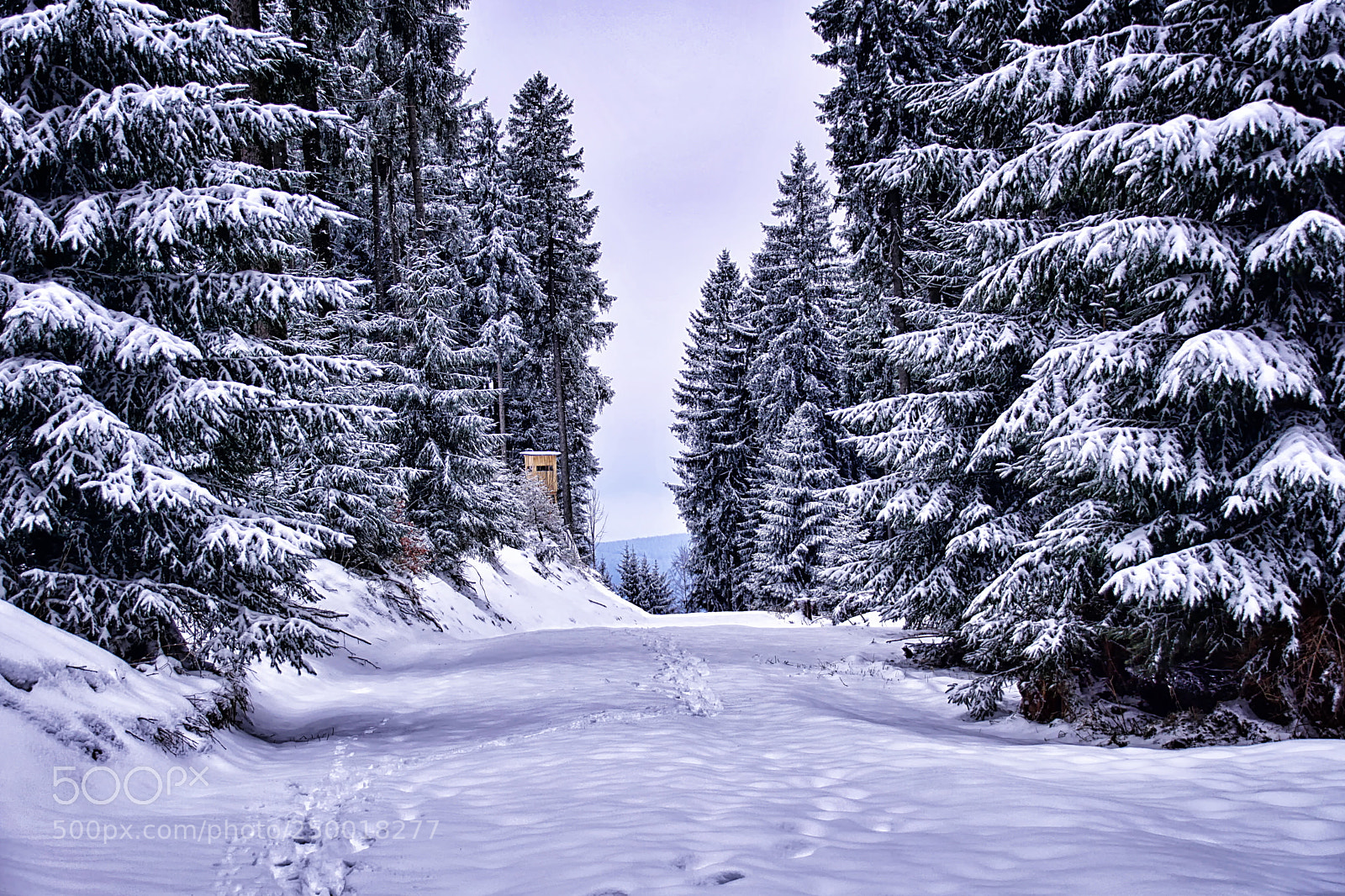 Sony ILCA-77M2 sample photo. Spuren im schnee photography