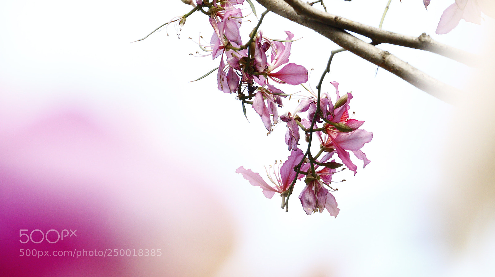 Canon EOS 70D sample photo. Cherry blossom photography