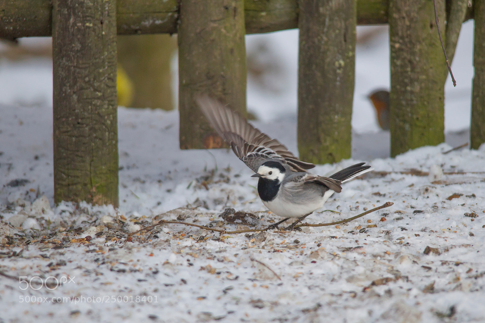 Canon EOS-1D Mark IV sample photo. A wagtail runs freezing photography