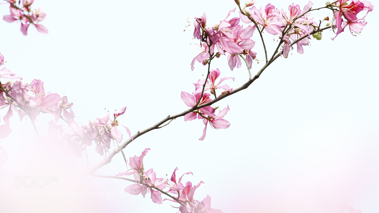 Canon EOS 70D sample photo. Spring photography
