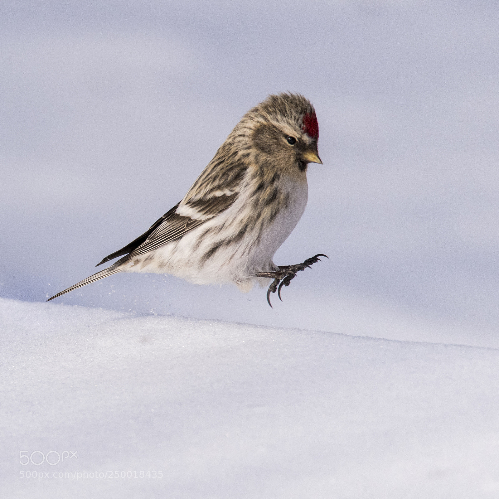 Nikon D850 sample photo. Mealy redpoll - carduelis photography