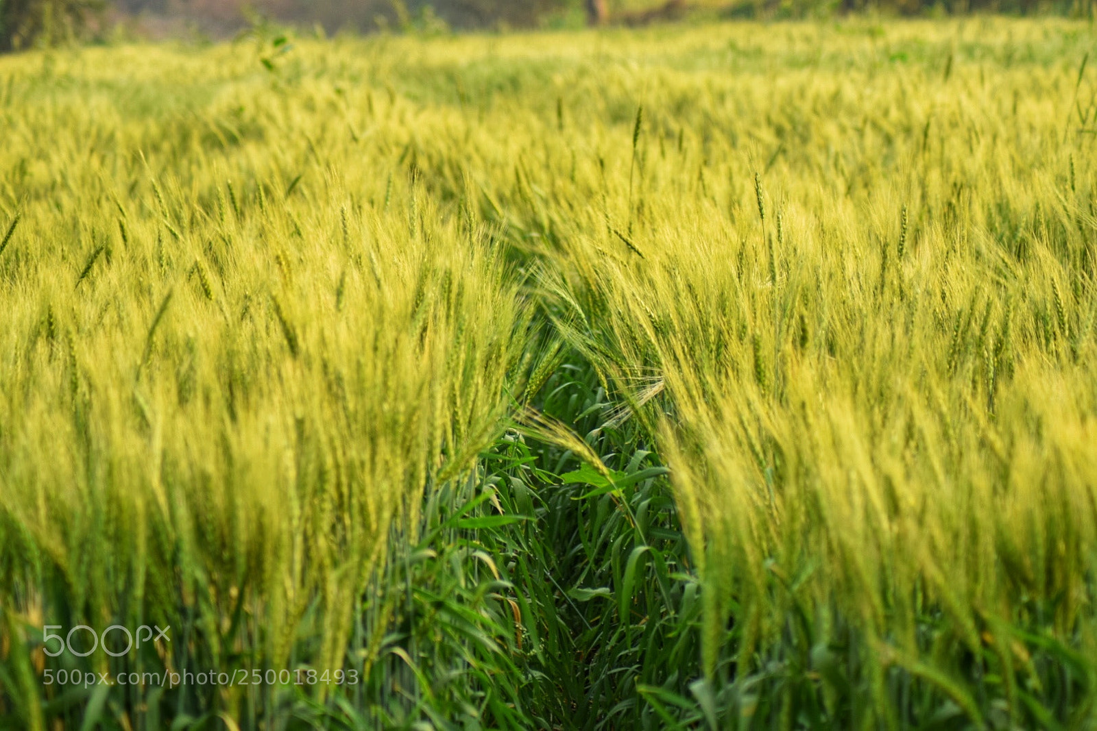 Nikon D3300 sample photo. Paddy land photography