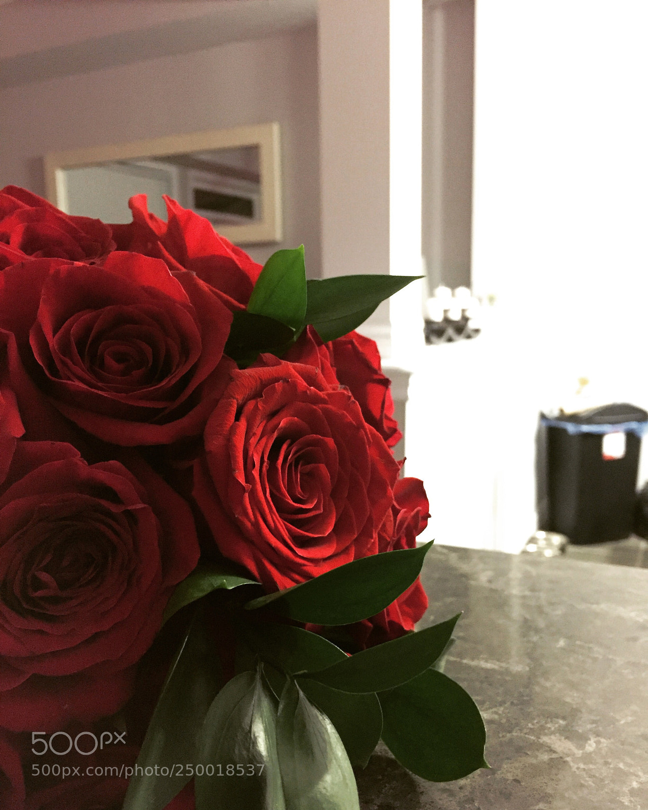 Apple iPhone 6 sample photo. Valentine rose photography