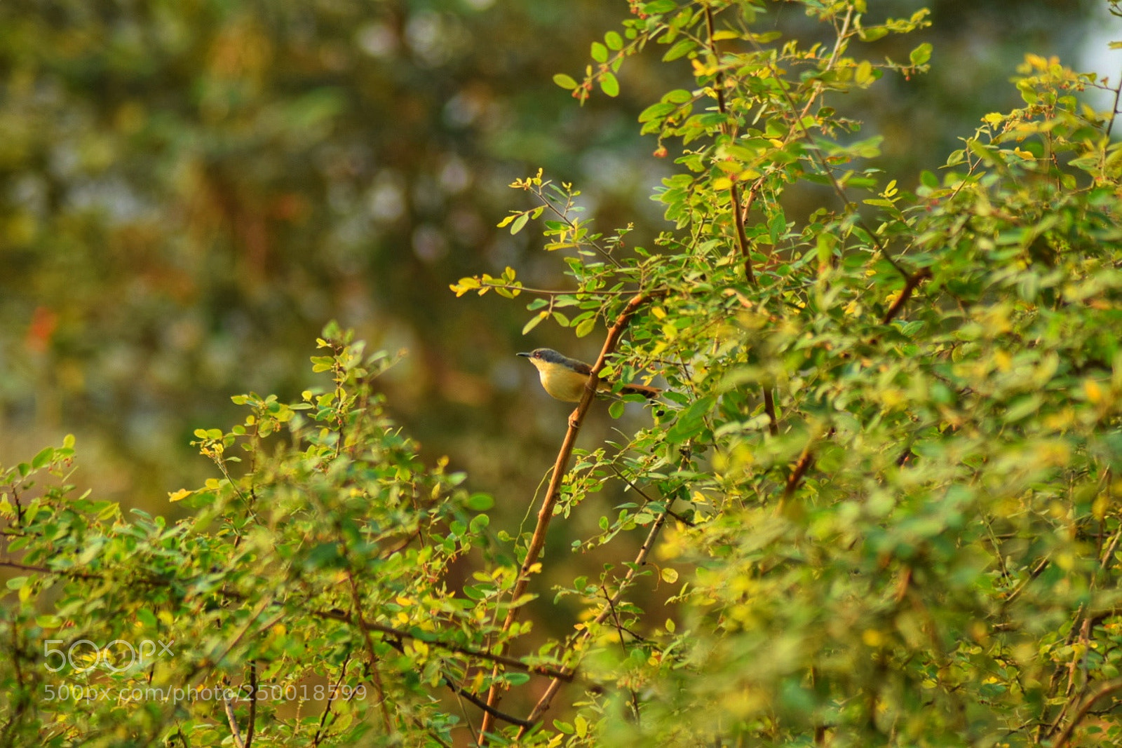 Nikon D3300 sample photo. Tiny bird photography