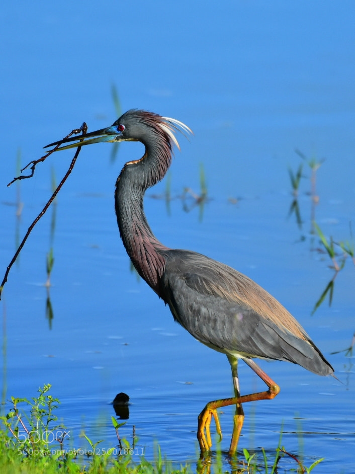 Nikon D7200 sample photo. Heron 30 - yard maintenance photography