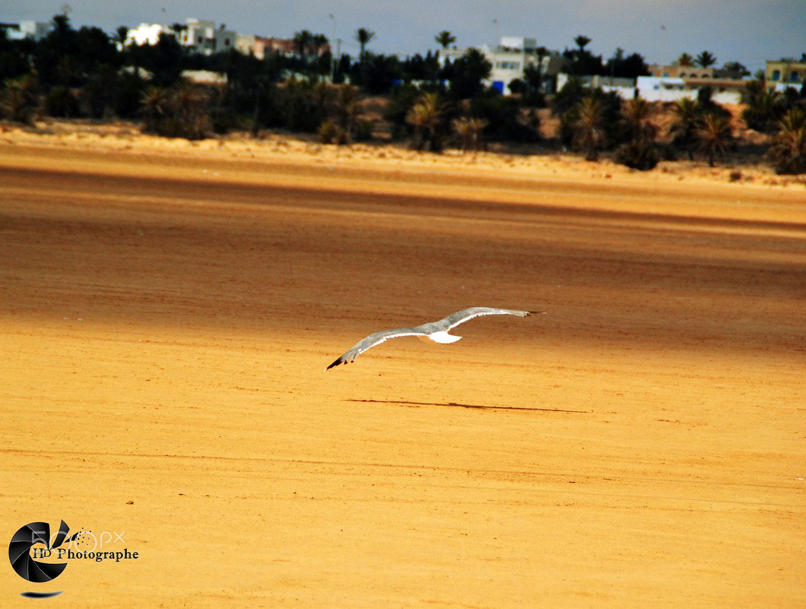 Nikon D3100 sample photo. Flying photography