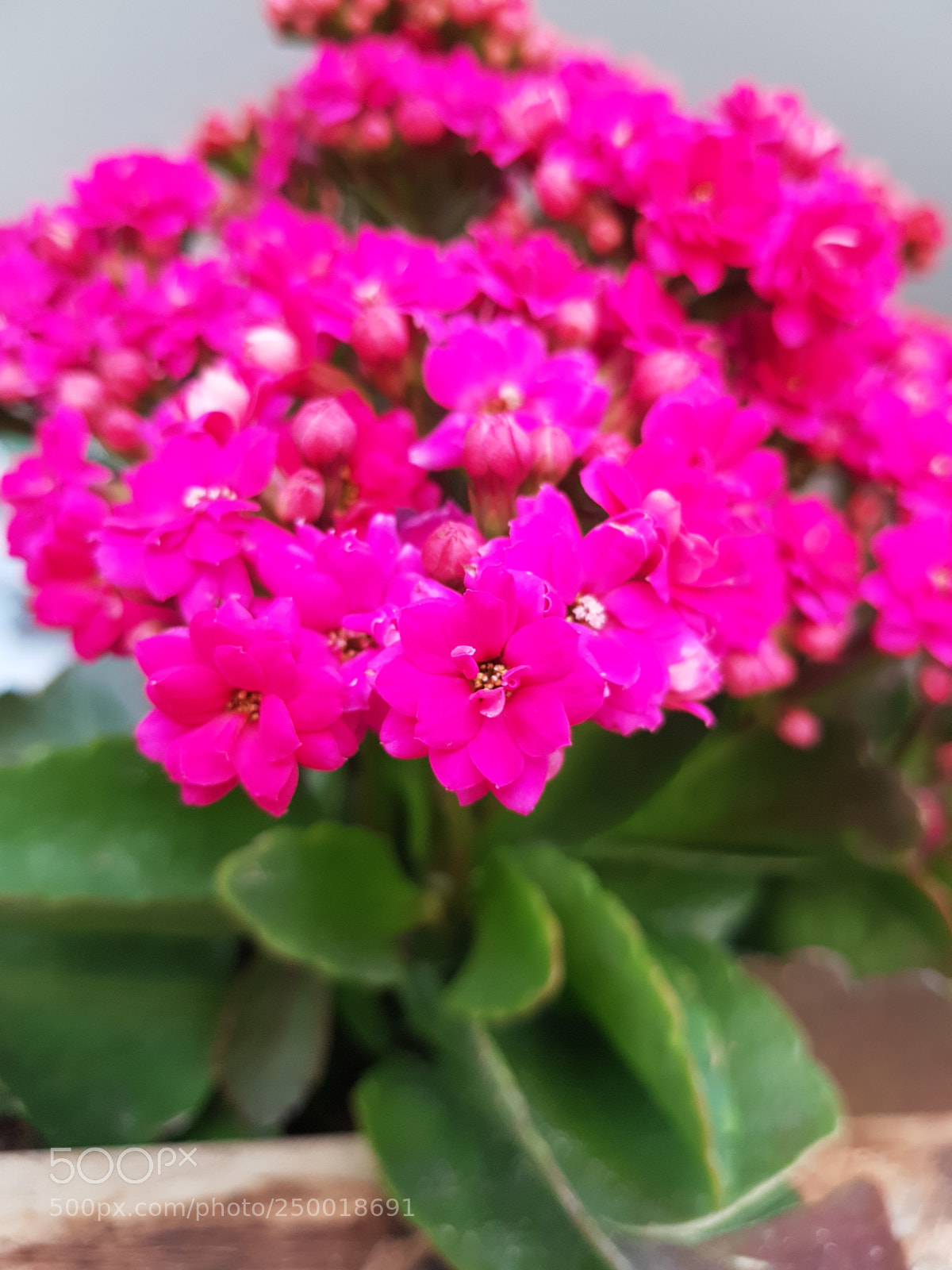 Samsung Galaxy S8 sample photo. Untitled photography