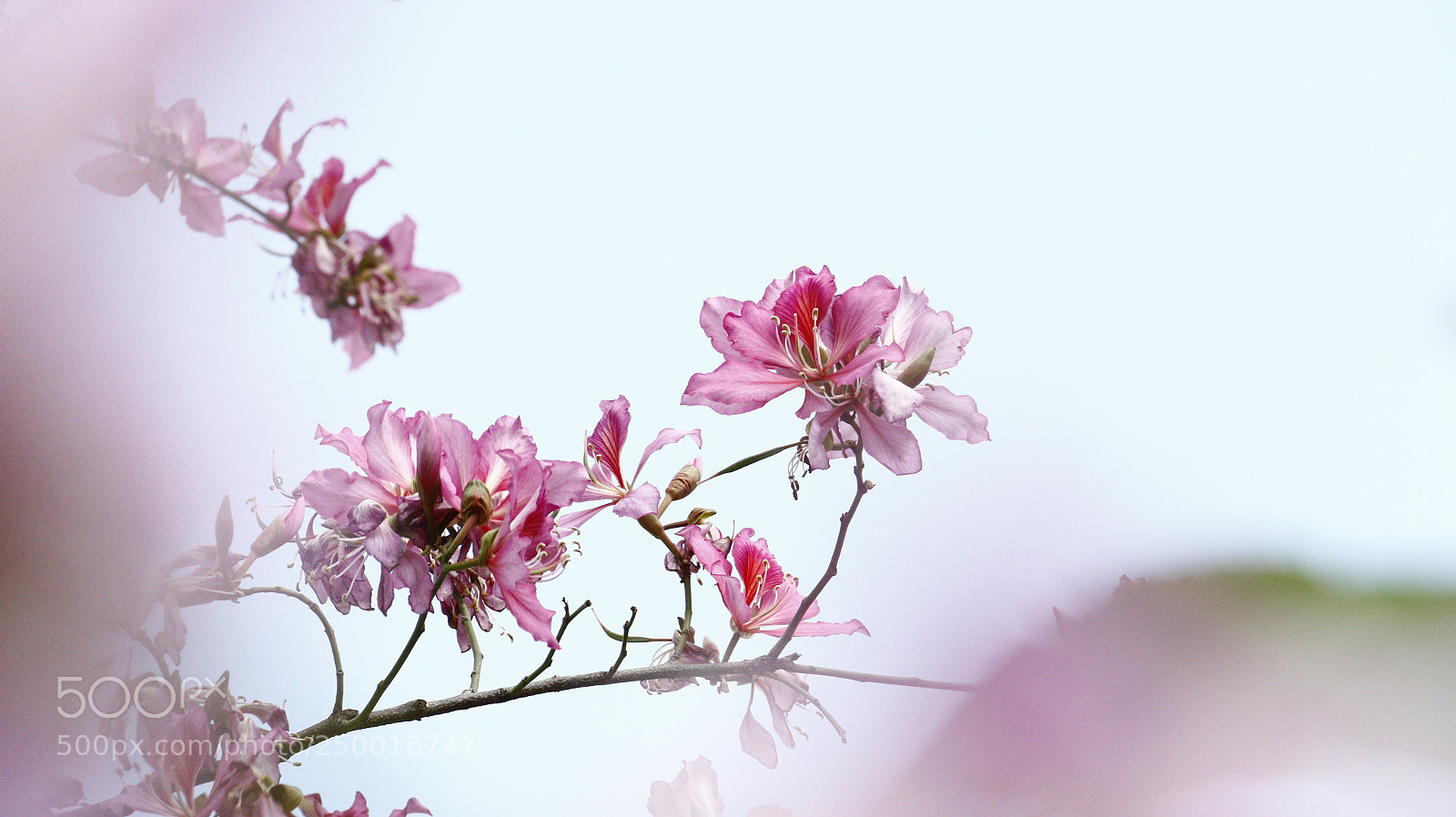Canon EOS 70D sample photo. Pink photography