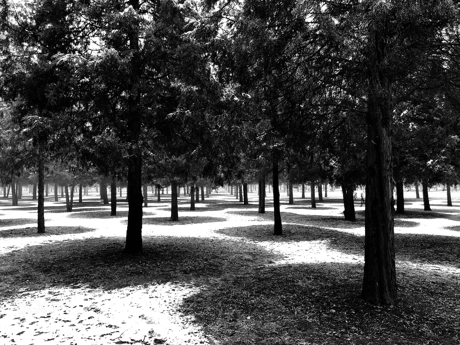 Apple iPhone X sample photo. The tree & the circle photography