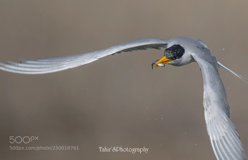 Nikon D500 sample photo. The river tern with photography