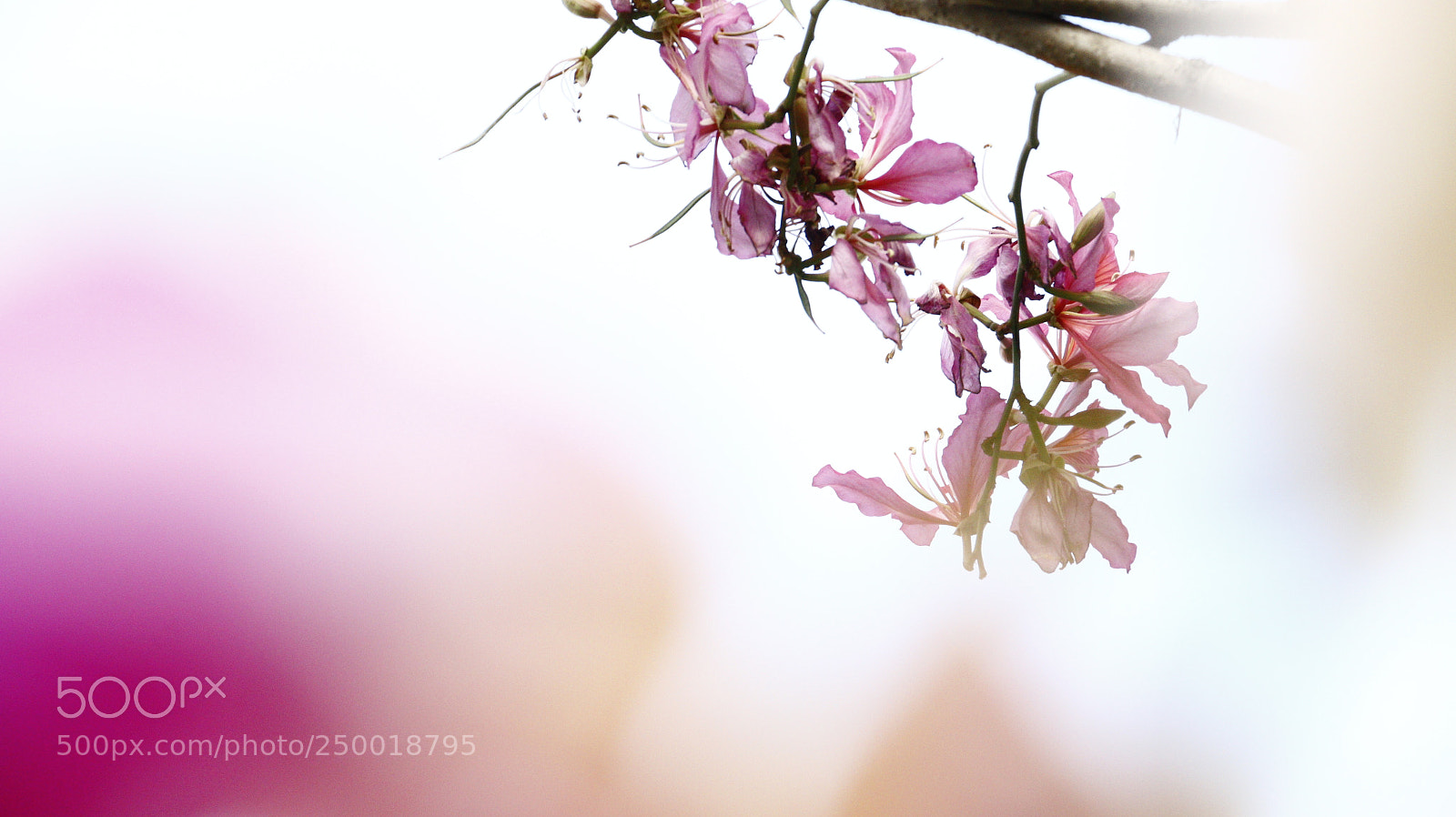 Canon EOS 70D sample photo. Blooming photography