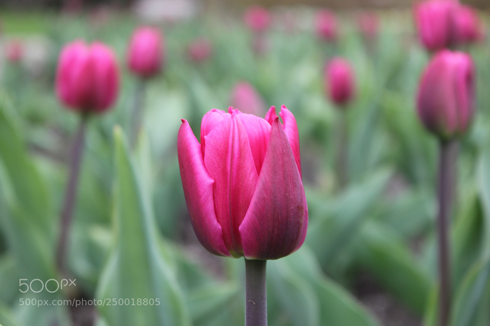 Canon EOS 550D (EOS Rebel T2i / EOS Kiss X4) sample photo. Tulips rosetta mcclain gardens photography