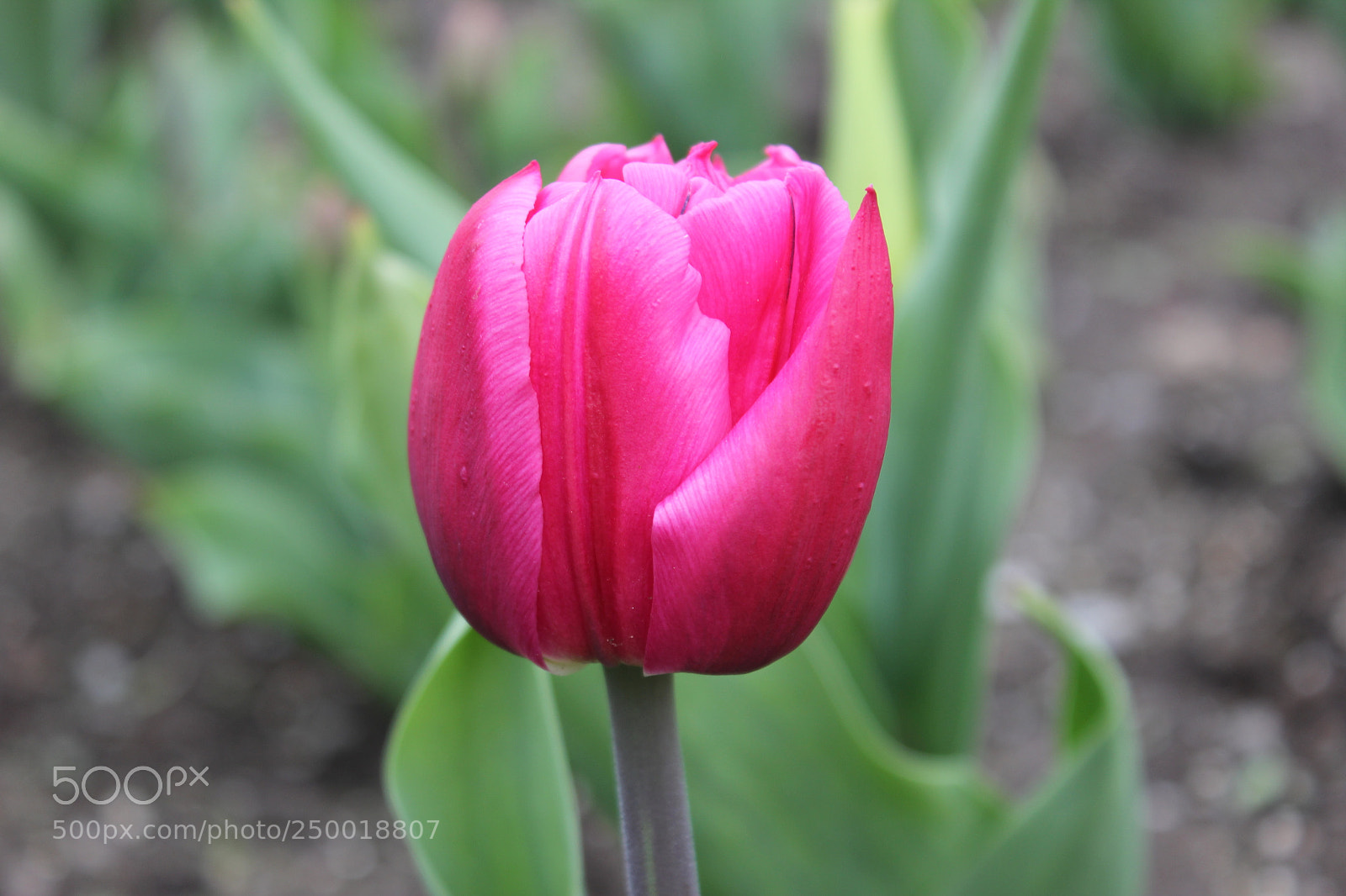 Canon EOS 550D (EOS Rebel T2i / EOS Kiss X4) sample photo. Tulips rosetta mcclain gardens photography